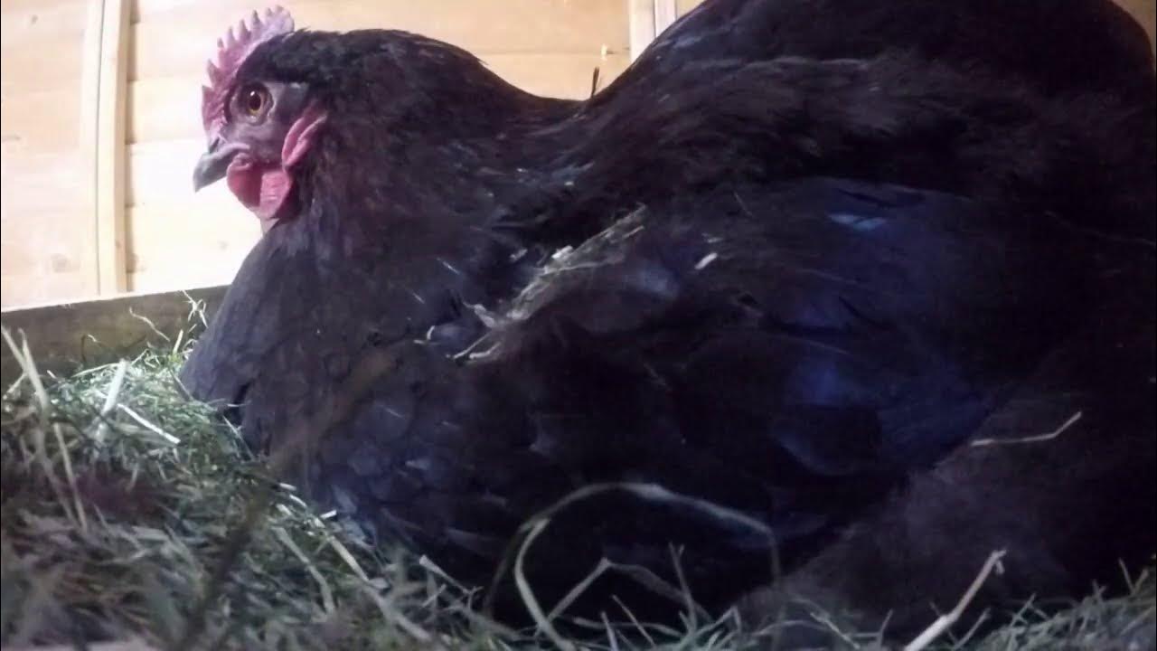 Как несется курица видео. Поп на курице несется. как курица несется видео. как несутся куры видео.