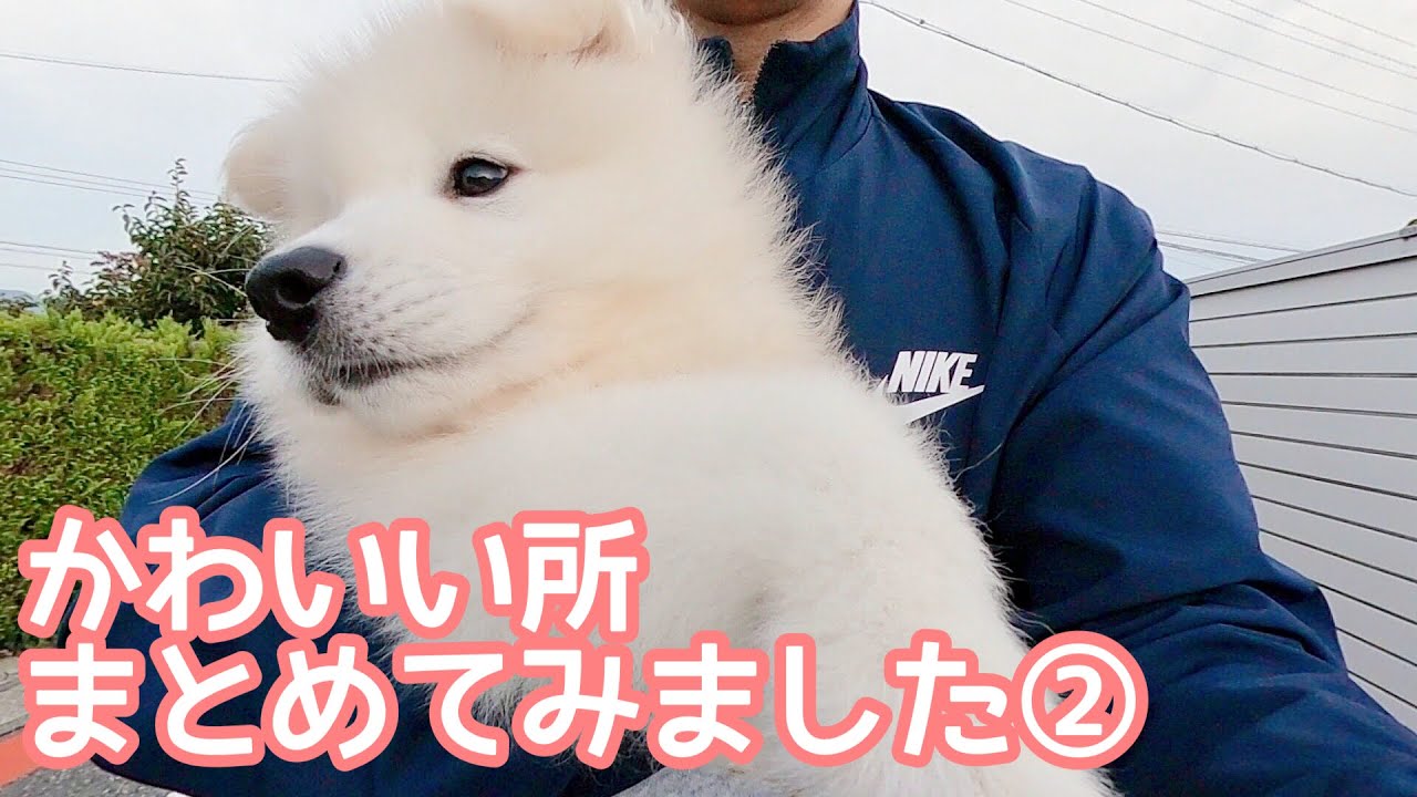 サモエドの子犬生後2カ月 3カ月のかわいい所をまとめてみました Samoyed Youtube