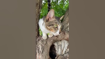 #cute #diy #cat #handmade #design #prettycat #myanimal #catshorts #prettyfunny #mydog