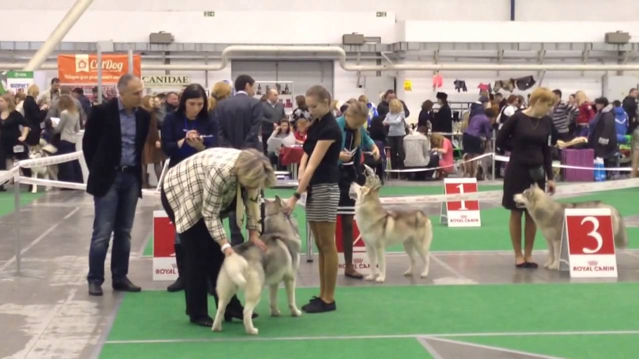 ANUNIAQ LEXINGTON aka LEX  on the Main Dog Show of UKRAINE