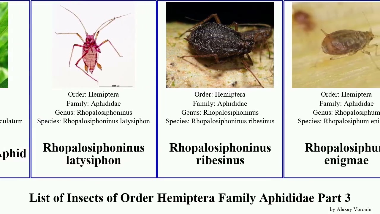 List of Insects of Order Hemiptera Family Aphididae Part 3 uroleucon rhopalosiphum woolly aphids