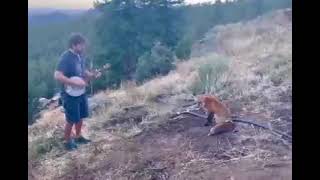 Räven lyssnar till musik från banjon!