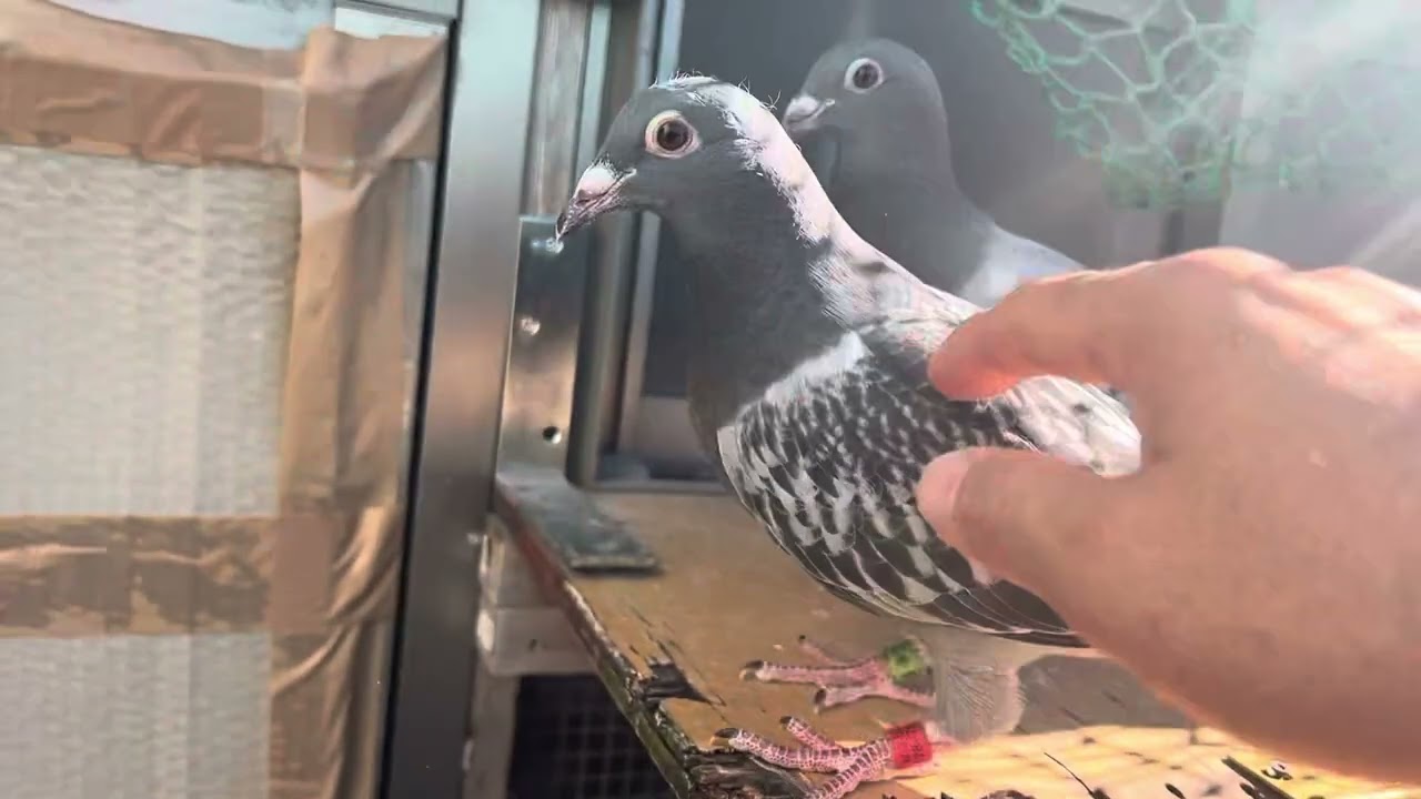 種鳩様 近親配合 同系異種 鳩遊び - YouTube