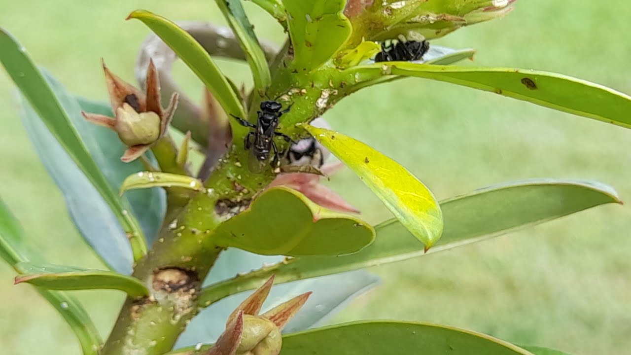Abelha Arapuá na rosa do deserto receitinha caseira pra afasta...