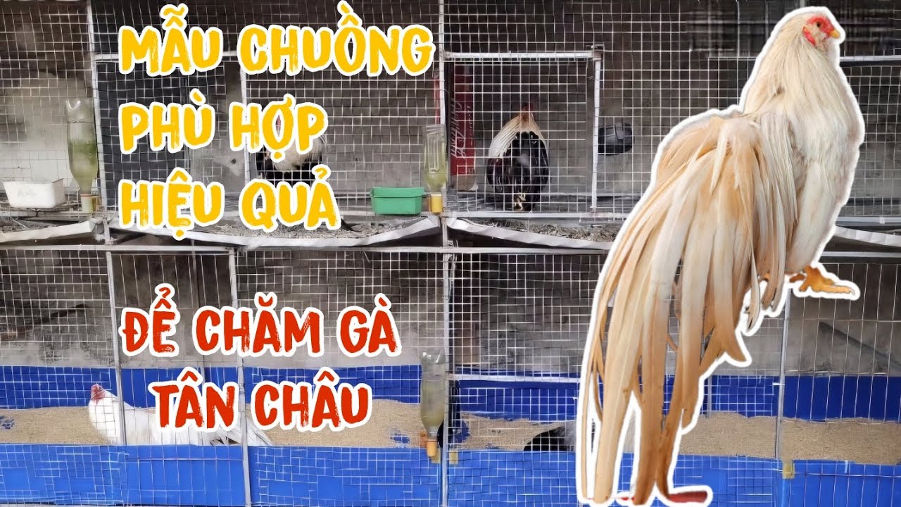 Một vài mẫu chuồng nuôi gà tre Tân Châu [ flap videos ] - gà tre Tân Châu | video 32