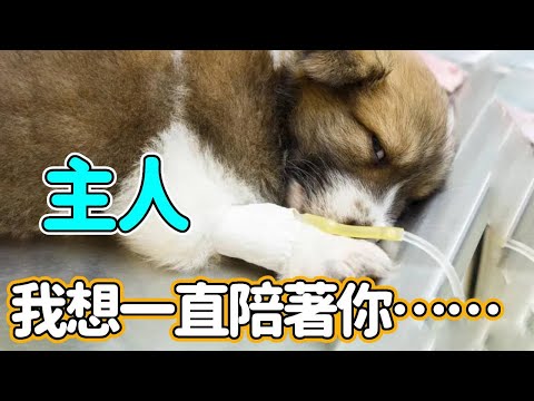 3個月大的狗狗重病纏身，主人堅持給它治療，終於看到了希望，不料最終卻……#動物  #寵物  #狗狗  #感動 #感人 #真實故事 #淚目 #善良 #救治【皮雕小匠阿狼】
