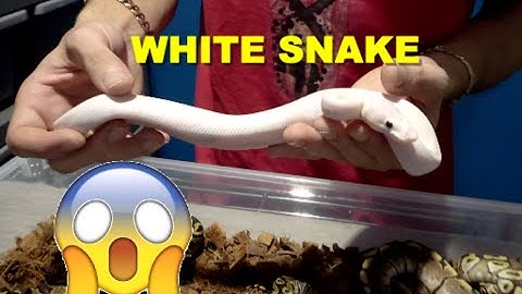 White Snake And Het Monsoon Clutch Update!