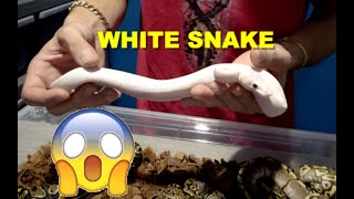 Celebrity White Snake And Het Monsoon Clutch Update! Profile