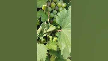 Grapes farming #farming #fruit #grapetree #agriculture #vegetables #trending #satisfying #music