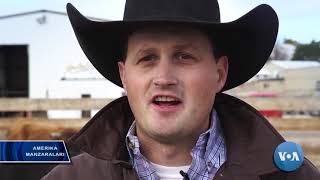 AQSh qoramol bozorida