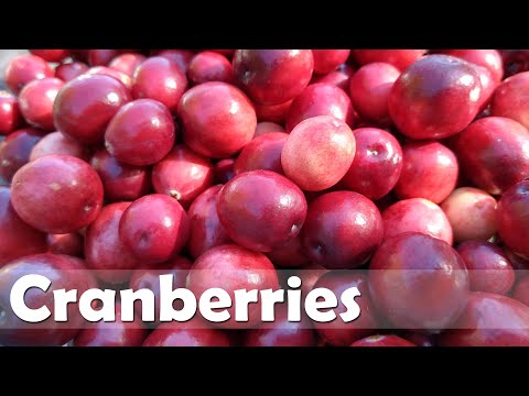 Video: Companions For Cranberries - Plante care cresc bine cu afine