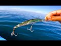 pesca con señuelos de profundidad|| pesca de pargos con camarón vivo