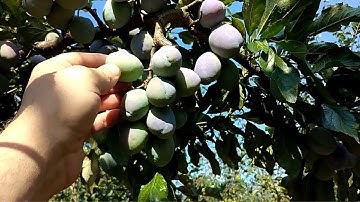 Plum orchard harvest 2021.