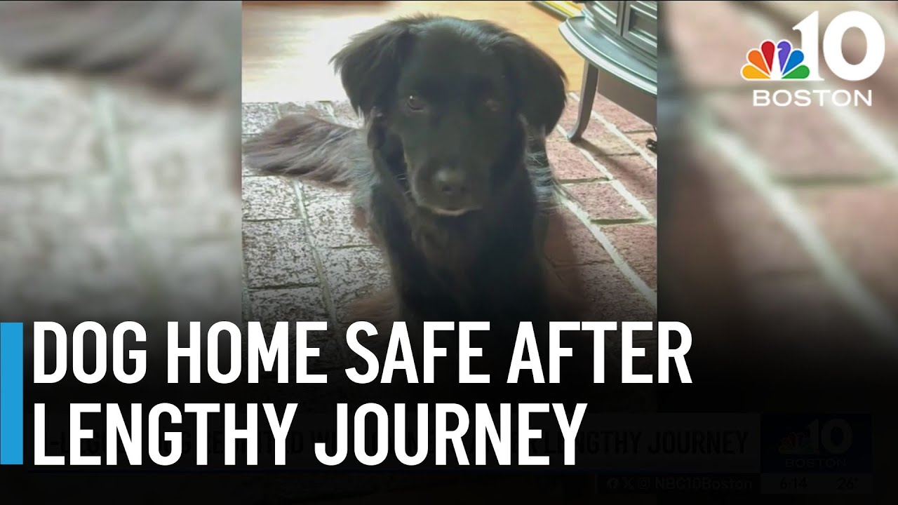 Dog reunited with owners after lengthy journey - YouTube
