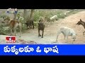 Jordar News: Dogs communicating in their own language
