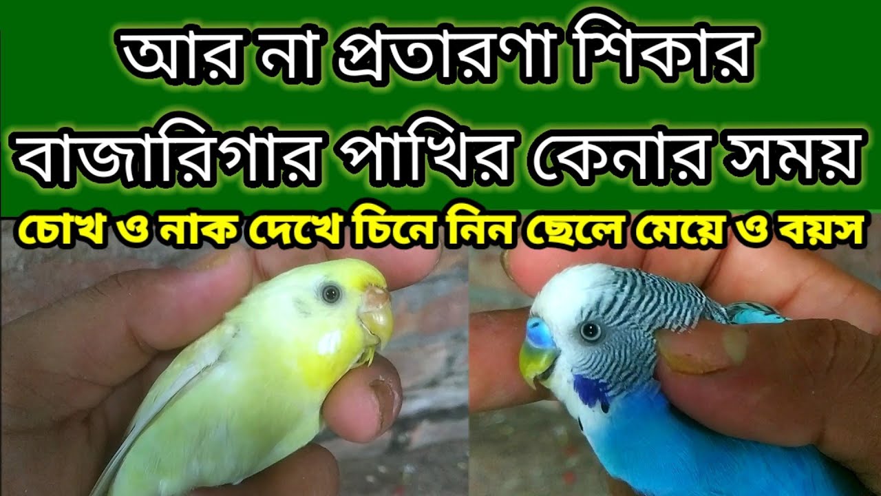 Ayiqcha bilan jinsiy aloqa