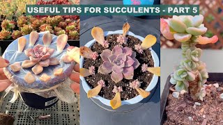 Useful Tips for Your Succulents  Part 5 | 多肉植物 | 다육이들 | Suculentas