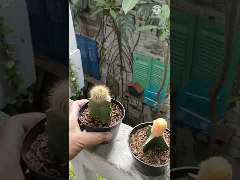 Video: Menumbuhkan Kaktus Opuntia - Pelajari Tentang Jenis Opuntia Di Kebun