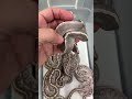 Lots of Mystic Potion and Super Mystic combos hatching right now! #ballpythonmorphs #ballpython