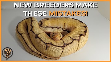 Ball Pythons: 10 Mistakes New Breeders and Owners Make!
