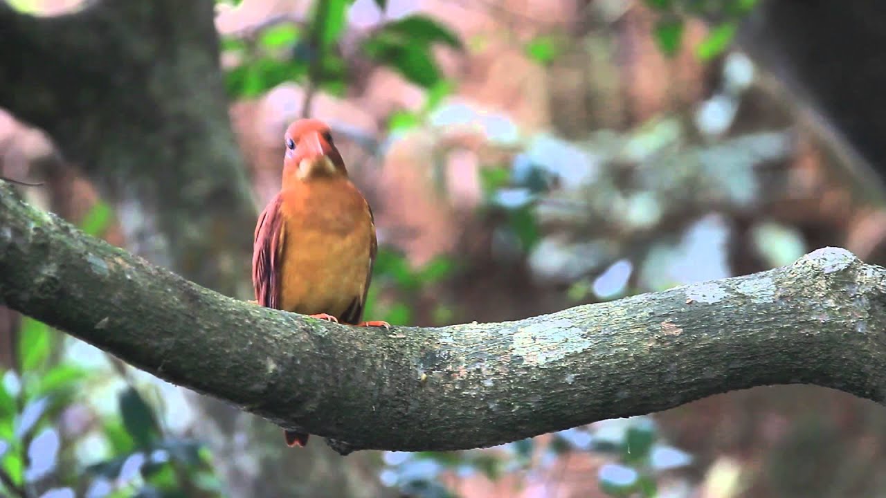 A Ruddy kingfisher eating a crustaceans 赤翡翠吃螺 