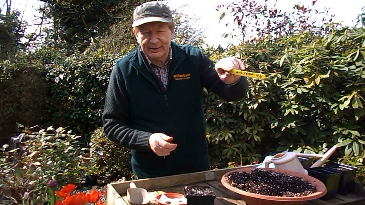 Wisteria Propagation from seed