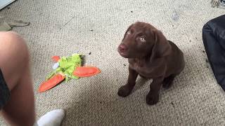 Must watch! Cute excited chocolate lab puppy