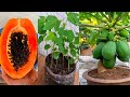 2 alternative ways to get short female papaya plants
