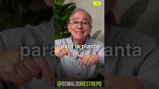 ACEITES ESENCIALES Para Tu SALUD - Oswaldo Restrepo RSC