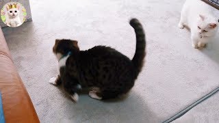 ぐるぐる回る猫 The cats go round and round! - YouTube