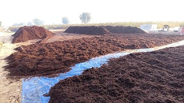 Button Mushroom Compost 8 पलटाई के बाद...