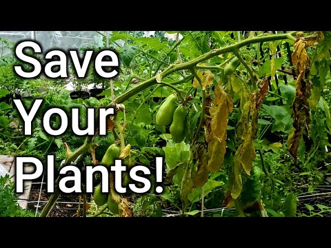 Video: Blună târzie a plantelor de tomate - Puteți mânca roșii afectate de blană