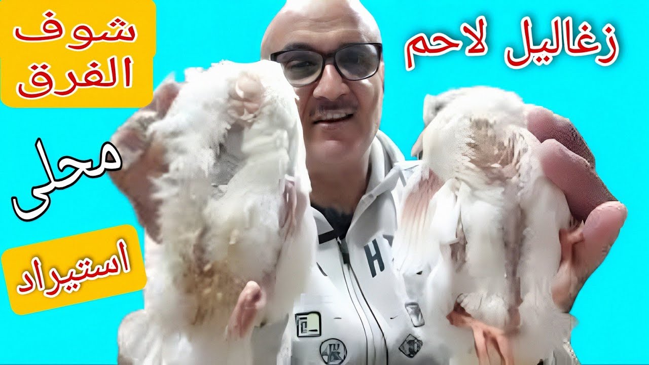 حمام لاحم فرنسى استيراد جيل اول إلى مزرعة ابو اسكندر واياد