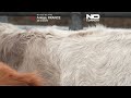 France deploys armed forces to fight cattle disease outbreak