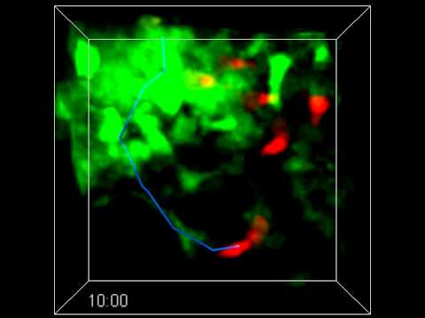 Movie 12: T cells appear to migrate along macrophage cell bodies at the granuloma periphery