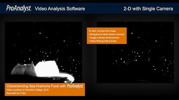 Characterizing Sea Anemone Food with ProAnalyst | SICB 2022 2-D Reel Video