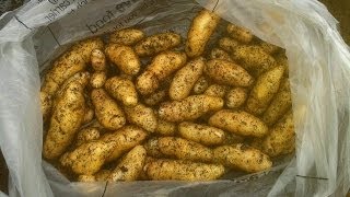 Allotment Diary : 90 Day Container Potato Harvest : Anya & Nicola