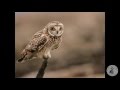 Nature Night: Prowling for Owls with Scott Carpenter