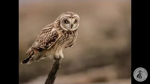 Nature Night: Prowling for Owls with Scott Carpenter