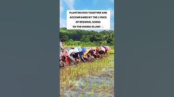 Thumbnail of Planting Rice Together as A Sumba Culture 😱😱#funnyvideos #farming #traditional #traditions #sumba