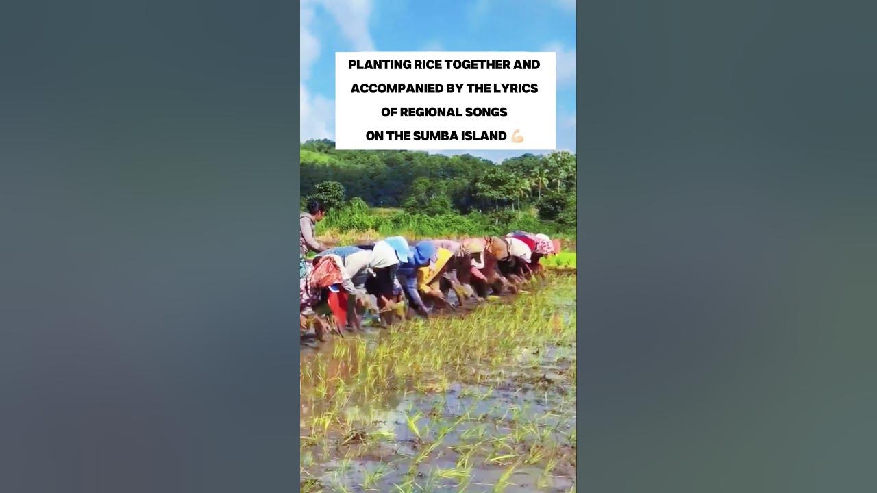 Planting Rice Together as A Sumba Culture 😱😱#funnyvideos #farming #traditional #traditions #sumba