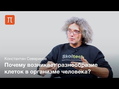 Транскрипция гена - Константин Северинов