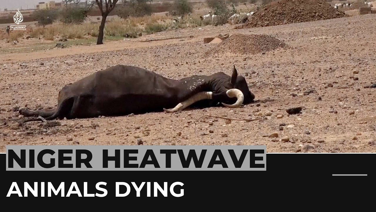 Niger heatwave: Animals dying in blistering heat