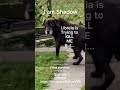 Hear Me…I Am Shadow #pet #animallovers #viralshorts