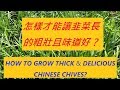 韭菜愛“蓋被子（肥料）”和“搬家（移栽）”， 不倒騰不旺-- HOW TO GROW THICK & DELICIOUS CHINESE CHIVES