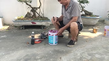 Hướng dẫn cách sơn chậu hoa cây cảnh p2