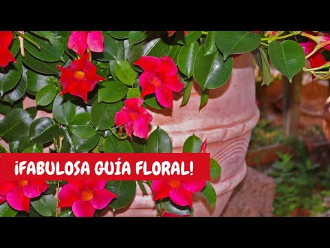 Video: Mi planta de Mandevilla no florece - Arreglos para una Mandevilla que no florece