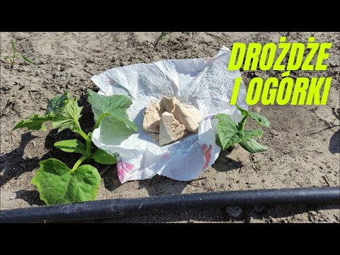 Wideo: Karmienie Ogórków Drożdżami Na Otwartym Polu: Przepisy Z Suchymi I Surowymi Drożdżami. Jak Podlewać Nawozami Drożdżowymi?