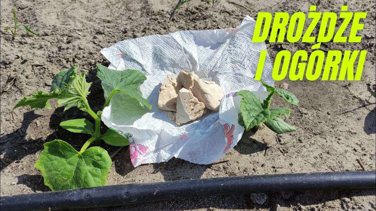 Drożdże - naturalny stymulator wzrostu ogórków i nie tylko