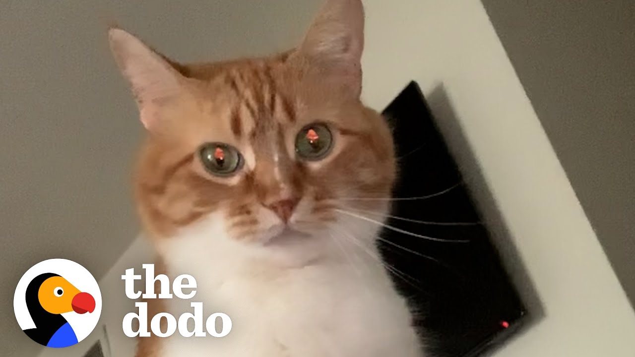 Guy Teaches His Cat To Talk...😹 | The Dodo Cat Crazy